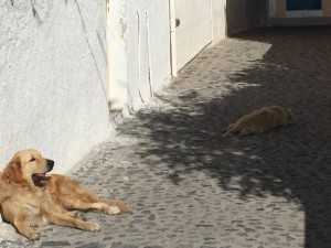 ギリシャハネムーン④〜サントリーニ島、フィラの街、海、ロバに乗る〜