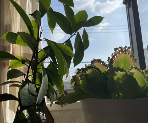 婚活の水やり(コミュニケーション)やっていますか? 婚活の水やり(コミュニケーション)やっていますか?